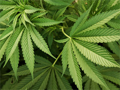 Marijuana plants (2)