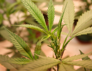 growing_marijuana_plants