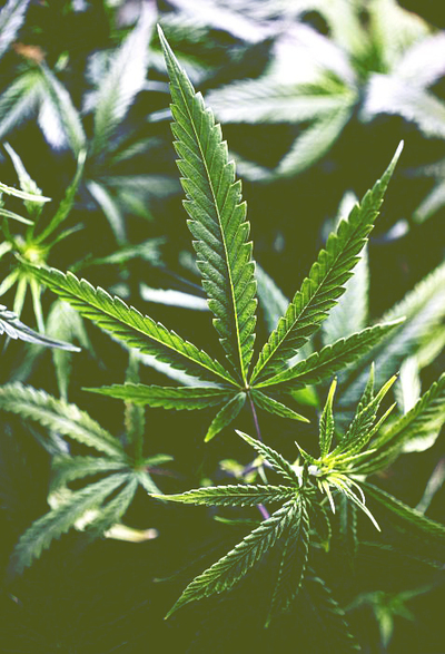 marijuana leaves plant