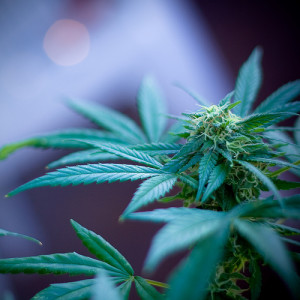 marijuana plant purple background