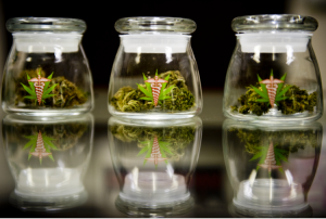medical marijuana in jars