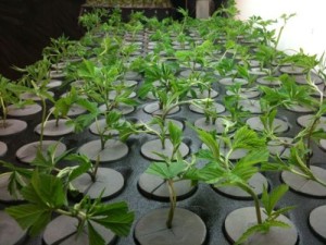 cloning marijuana