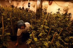 indoor marijuana grow