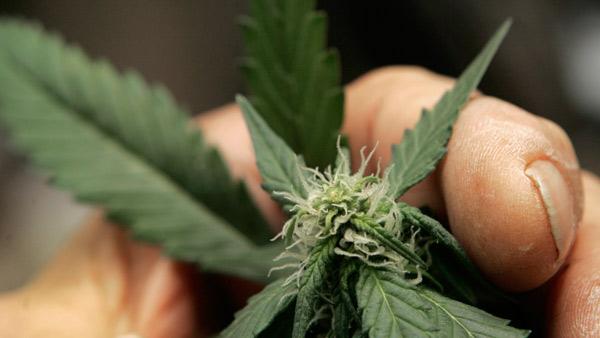 marijuana plant budding