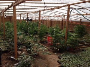 hothouse marijuana plants
