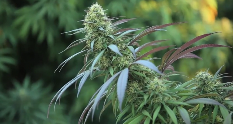 marijuana plant with buds