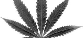 Greay marijuana leaf