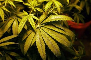 marijuana plant leaves up close