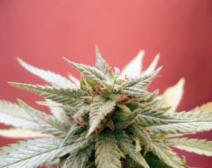 marijuana plant orange
