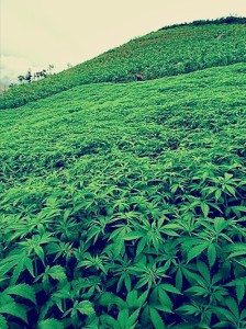 field of marijuana