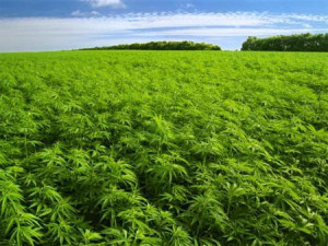 large marijuana field