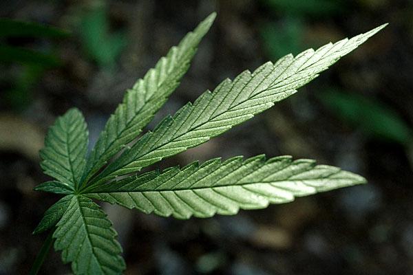 marijuana leaf clear