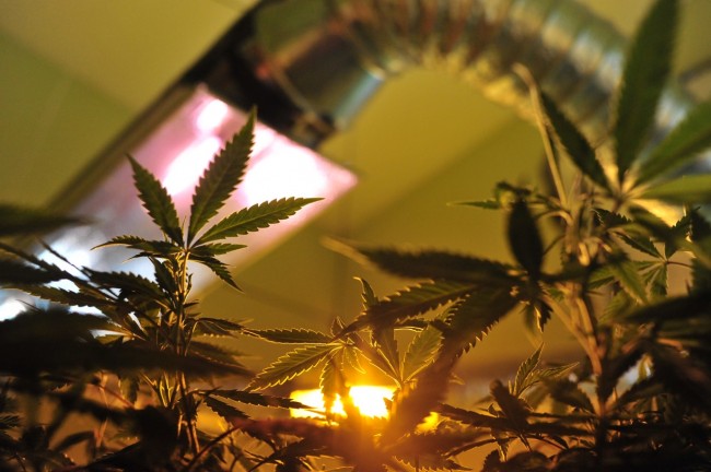 marijuana plants growing indoors