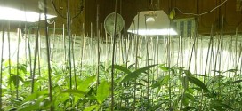 Marijuana plants growing in an indoor grow room