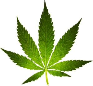 green marijuana leaf