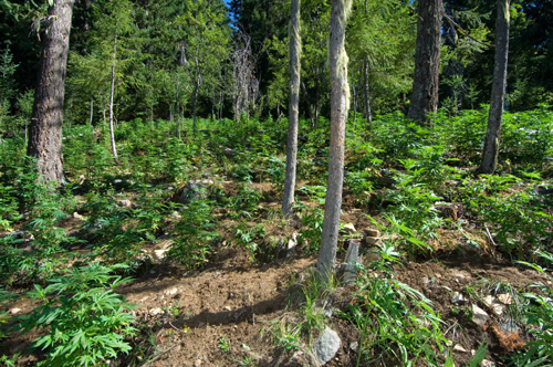 Marijuana plants found in national park