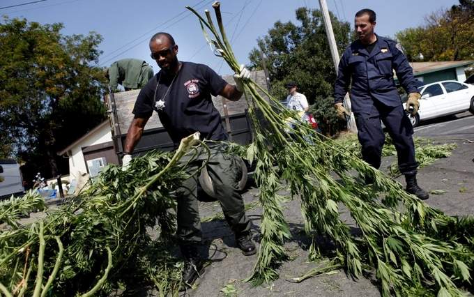 police marijuana raid