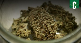 Marijuana in California
