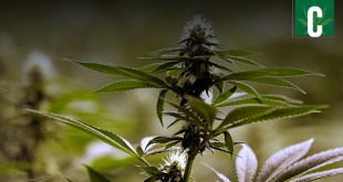 California marijuana farm busted