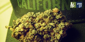 Marijuana-Decriminalization-in-California