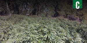 Marijuana farmer in California