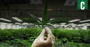 Marijuana Sales in California could drop