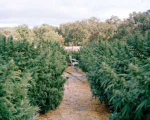 California Marijuana Farm
