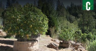 California Marijuana Farm