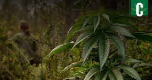Marijuana Grow Fields California