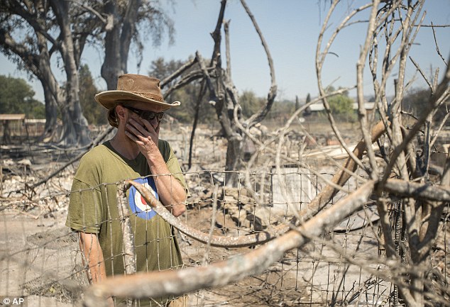 James McCauley inspects his ruined marijuana crop outside Lower Lake, Cal.