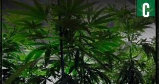 Marijuana Distribution Operation Busted