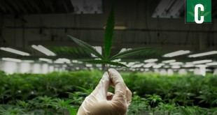 Marijuana Legalization in California