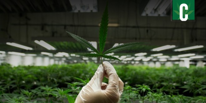 Marijuana Legalization in California
