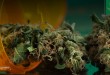 A Marin County hospital could allow medical marijuana use.
