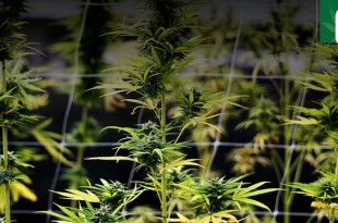 California allows marijuana cultivation