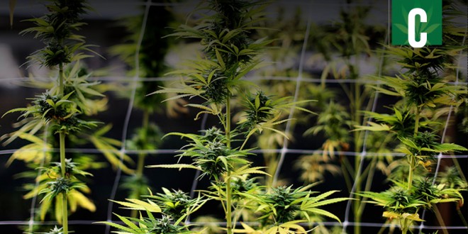 California allows marijuana cultivation