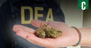 DEA Decision Expected By Reformers