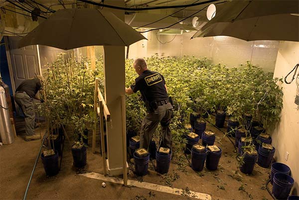 California marijuana grow raided