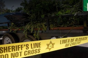 Cannabis plants seized by police California